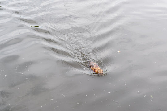 Muskrat, Ondatra zibethicuseats swiming at the surface of the lake water.