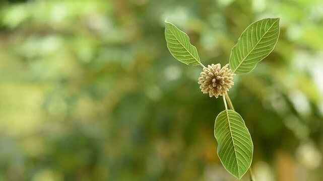 Kratom or Mitragyna speciosa Korth branch flower and green leaves on natural background.