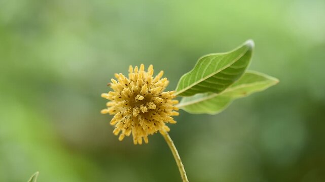 Kratom or Mitragyna speciosa Korth branch flower and green leaves on natural background.