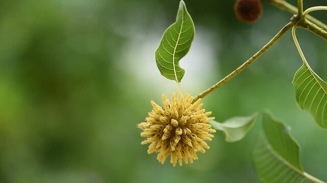 Kratom or Mitragyna speciosa Korth branch flower and green leaves on natural background.