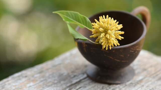 Kratom or Mitragyna speciosa Korth green leaf used to boil for drink on natural background.