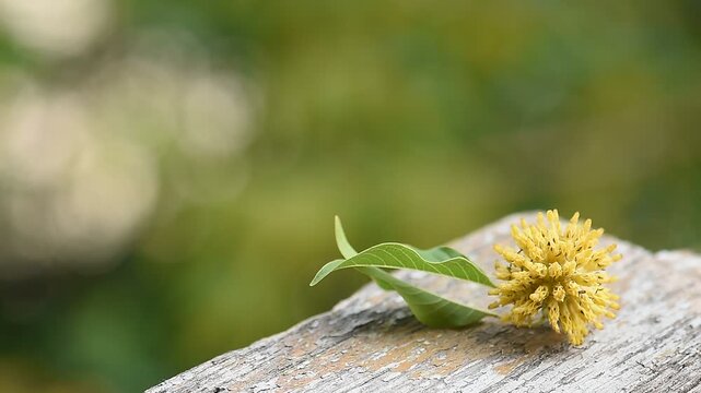 Kratom or Mitragyna speciosa Korth branch flower and green leaves on natural background.