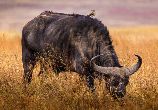 African buffalo (Syncerus caffer) grazing with oxpecker (Buphagus sp.) in Ngorongoro Crater, Tanzania.