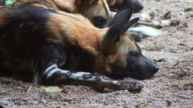 Close up shot of an African painted dog (Lycaon pictus) pack resting.