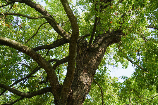 Low angle view of looking up treetops in springtime with copy space.