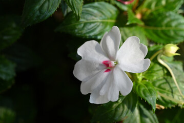 Fototapeta premium A detailed close-up of a pure wite Impatiens flower in full bloom, surrounded by its textured green leaves.