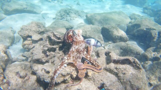 Underwater footage of an octopus moving gracefully across the ocean floor, changing color as it explores. Its flexible arms and natural camouflage highlight the beauty and mystery of marine life.