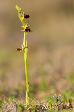 Passion ophrys (Ophrys passionis), wild orchid with dark red-brown lip.