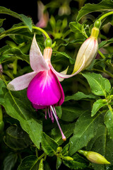 Obraz premium Beautiful Pink and White Fuchsia Flowers with Green Leaves