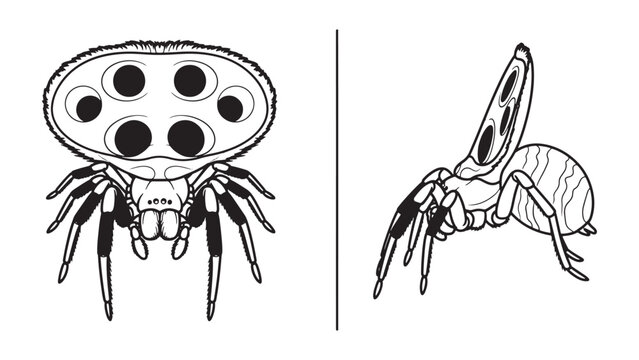 Detailed Black Spider Anatomy Illustration Showing Dorsal And Side Views Of An Arachnid