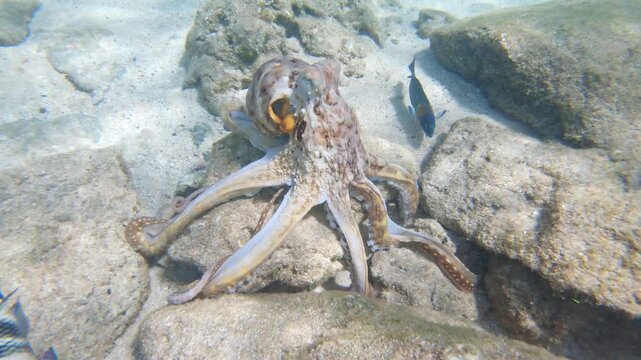 Underwater footage of an octopus moving gracefully across the ocean floor, changing color as it explores. Its flexible arms and natural camouflage highlight the beauty and mystery of marine life.