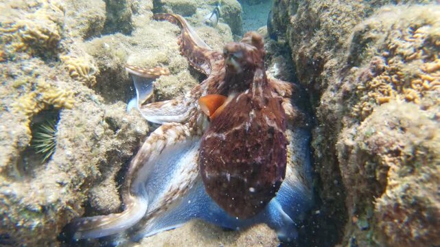 Underwater footage of an octopus moving gracefully across the ocean floor, changing color as it explores. Its flexible arms and natural camouflage highlight the beauty and mystery of marine life.
