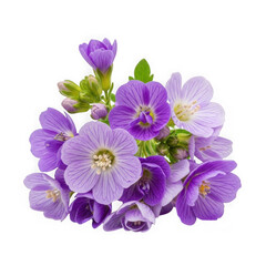 Fototapeta premium Purple flowers in a cluster isolated on transparent background