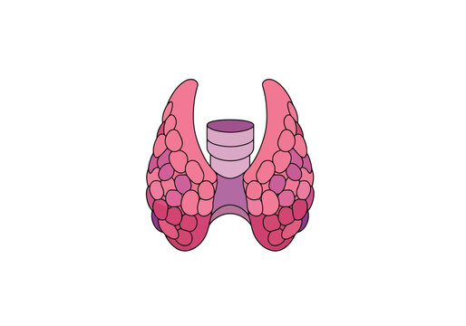 Anatomical representation of the human thyroid gland a vital endocrine organ responsible for hormone production depicted with lobules and ductwork for medical education and scientific