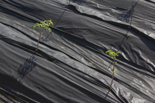 It is a neatly organized field of Aralia sprout