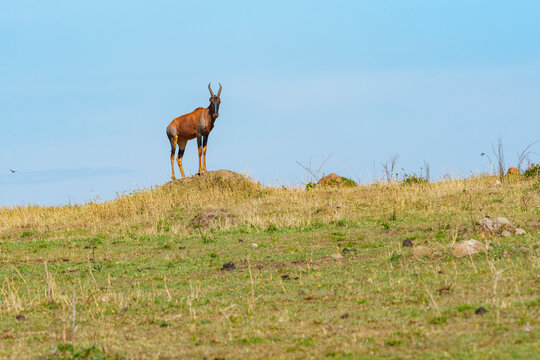 One topi or Damaliscus lunatus, standing on low rock overlooking the landscape with a grazing Thompsons gazelle below.