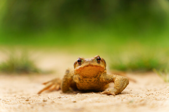Common toad bufo bufo resting on a dirt path, closeup front view watching surroundings in a green forest habitat by day (macro)