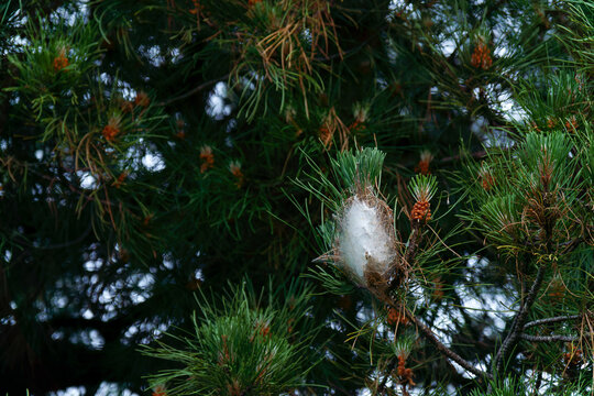 Pine processionary moth caterpillar nest, made of silk, hanging from a green pine branch. Pest destroying pine trees
