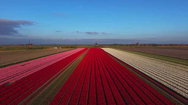 Aerial view of vibrant red, pink, and white tulip fields in bloom with traditional windmills under a clear blue sky in Schermerhorn, Noord-Holland, Netherlands.