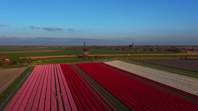 Aerial view of Bovenmolen G windmill standing amidst vibrant red and pink tulip fields under a clear blue sky in Schermerhorn, Noord-Holland, Netherlands.