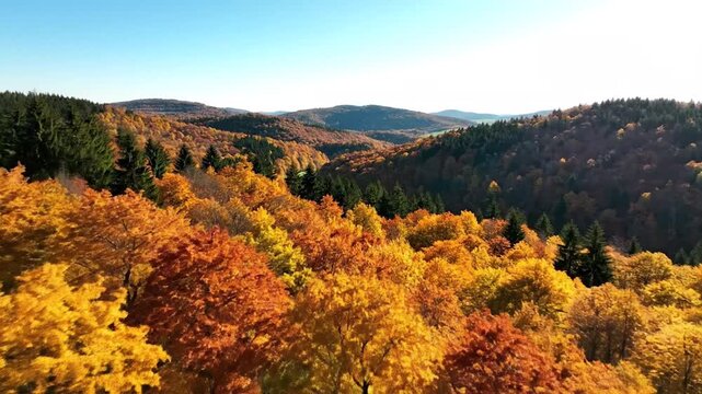 Aerial View of Autumn Forest in Black Forest Baar Heuberg Baden Wurttemberg Germany on Bright Sunny Day