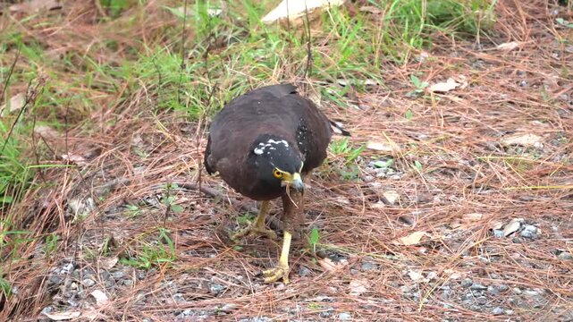 Crested Serpent Eagle Feeding on Small Prey in Indian Forest Habitat