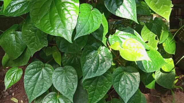 Close up of fresh green Betel leaves or Piper betle growing in the garden. Traditional herbal medicine and tropical plant foliage background.