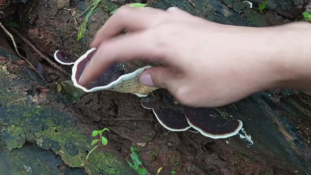 Close up of a hand tapping and picking a wild Ganoderma lucidum mushroom or Reishi growing on a damp decaying log in the tropical rainforest.