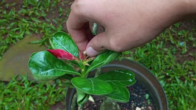 Close up of a hand picking or touching a red Adenium flower bud on a plant. Concept of gardening, plant care, and nature appreciation in a home backyard.