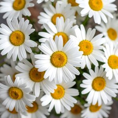 Obraz premium Close up view of fresh daisies with white petals and yellow centers