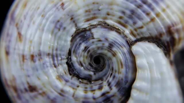 Seashell rotating slowly in macro view