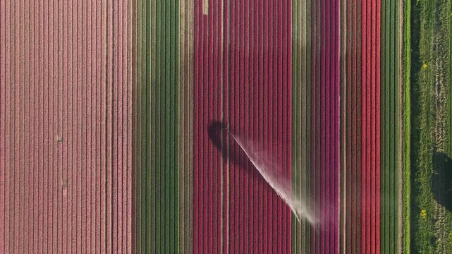 Aerial view of vibrant rows of pink and red tulips being watered by a tractor from above Flevoland, Netherlands.