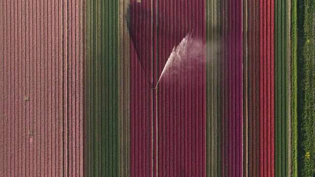 Aerial view of vibrant rows of blooming tulip fields being watered by a sprinkler in Flevoland, Netherlands.