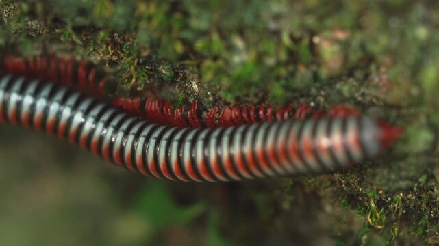 Macro Close Up of Red Legged Millipede Walking in Tropical Forest