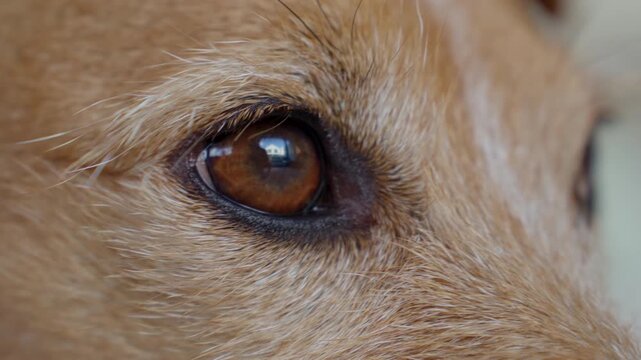 Close-up view of dog eye with brown iris and tan fur texture. Macro animal detail showing pet face