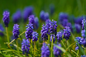 Obraz premium Wildflowers in the botanical garden of Almaty.