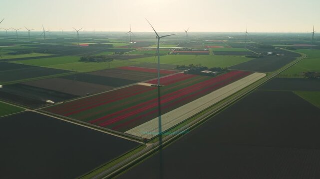 Aerial view of colorful tulip fields and modern wind turbines under a bright sun in Flevoland, Netherlands.