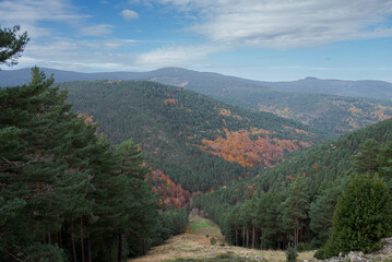 Fototapeta premium Wide mountain landscape in Sierra Cebollera Natural Park, La Rioja, Spain, with dense pine forest, autumn colors and a visible firebreak cutting through the hillside under a partly cloudy sky