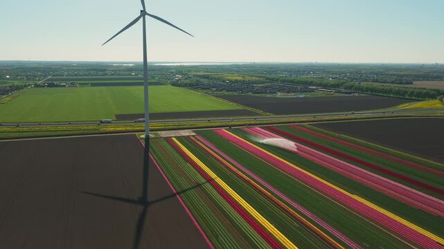 Aerial view of vibrant tulip fields with a large wind turbine casting a shadow over colorful flower rows and a highway in Flevoland, Netherlands.