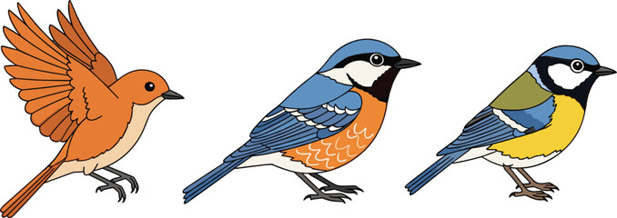 Set of Colorful Garden Bird Illustrations Featuring a Flying Robin and Sitting Tit Species for Nature Education Wildlife Conservation Spring Season Designs and Ornithology Graphics © MdRashed