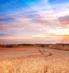 Naklejka premium Wheat, plants and landscape on farm with sunset, crops or sustainable environment for grain production. Space, outdoor and agro scenery in rural countryside with barley field, growth and agriculture.