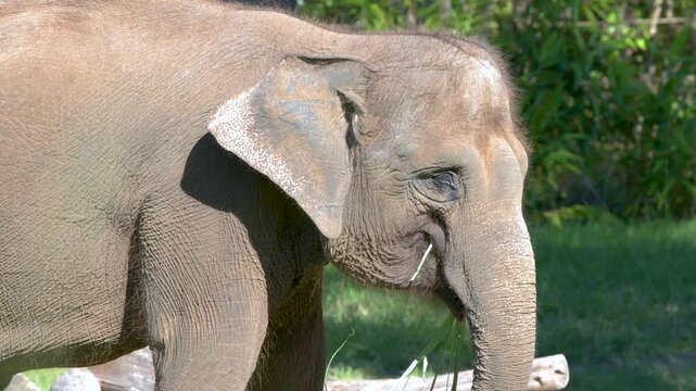 Asian Elephant Eating Grass in Sunny Outdoor Enclosure at Australia Zoo