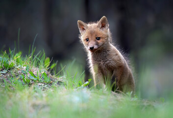 Fototapeta premium Cute young red fox in the forest ( Vulpes vulpes )