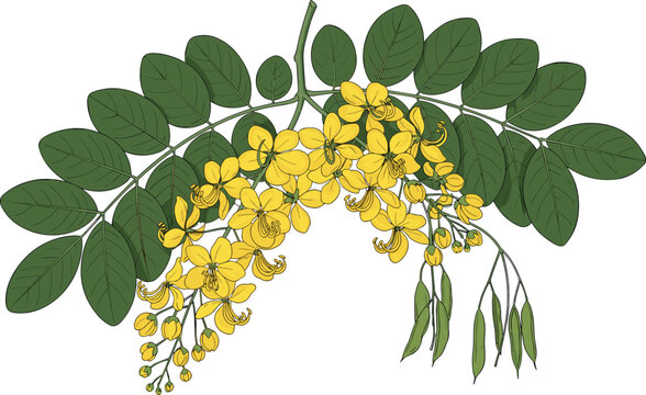 Golden Shower Tree Cassia Fistula Branch with Yellow Flowers and Green Leaves for Botanical and Nature Designs