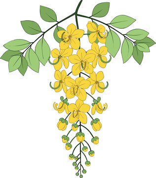Golden Shower Tree Cassia Fistula Branch with Yellow Flowers and Green Leaves Isolated on White Background