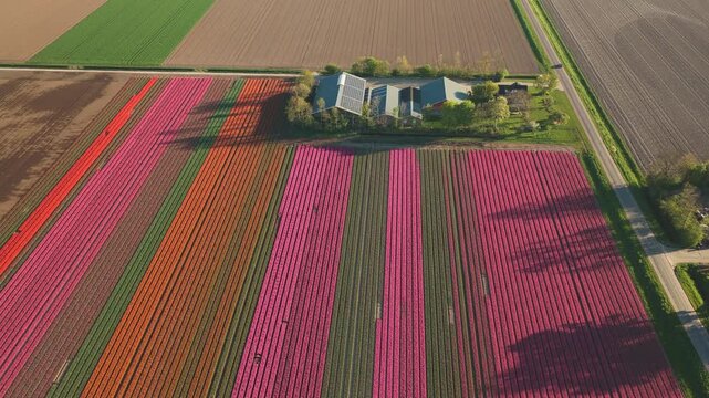 Aerial view of colorful rows of blooming tulips surrounding a traditional farmhouse with solar panels under soft sunlight Flevoland, Netherlands.