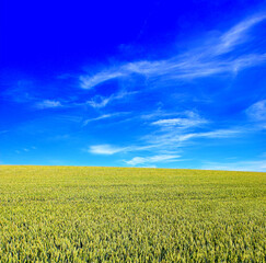 Naklejka premium Green, wheat or landscape on farm with growth, blue sky or sustainable environment for grain production. Space, outdoor and agro scenery in rural countryside with barley field, plants or agriculture.