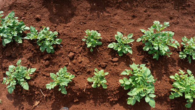 Tomatoes and potato plants are grown in Lam Dong; tomato plants and leaves are damaged by leaf miners; a close-up of tomato leaves damaged by flies; tomatoes and potatoes are planted in rows.