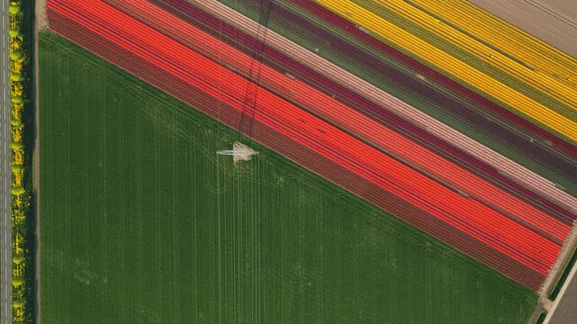Aerial view of vibrant colorful tulip fields in bloom next to a large green meadow with an electricity pylon in Flevoland, Netherlands.