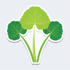 Fototapeta premium Illustration of Gotu Kola leaves